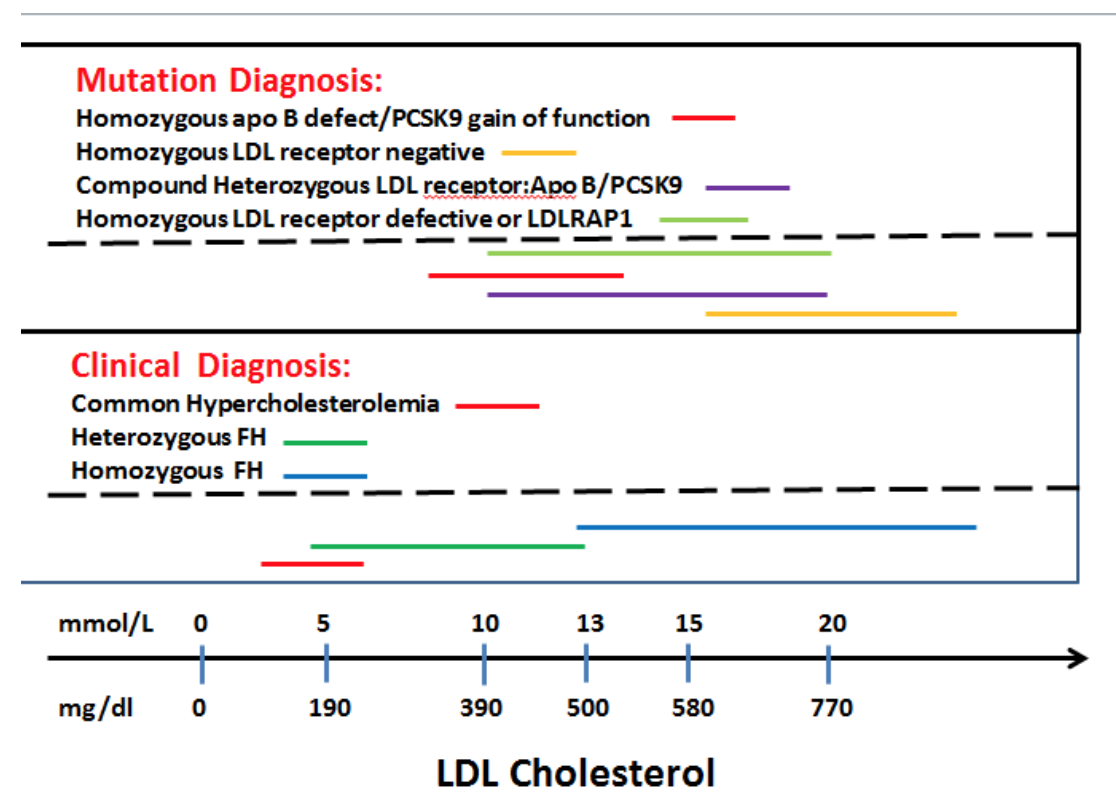 Figure 1. Phenotypic variability in familial hypercholesterolemia. LDL, low-density lipoprotein; APOB, apolipoprotein B; PCSK9, pro-protein convertase subtilisin/kexin type 9; LDLRAP1, LDL receptor adaptor protein 1 (i.e. ARH, autosomal recessive hypercholesterolaemia). (Adapted from Cuchel, M., et al., Homozygous familial hypercholesterolaemia: new insights and guidance for clinicians to improve detection and clinical management. A position paper from the Consensus Panel on Familial Hypercholesterolaemia of the European Atherosclerosis Society. Eur Heart J, 2014. 35(32): p. 2146-57)