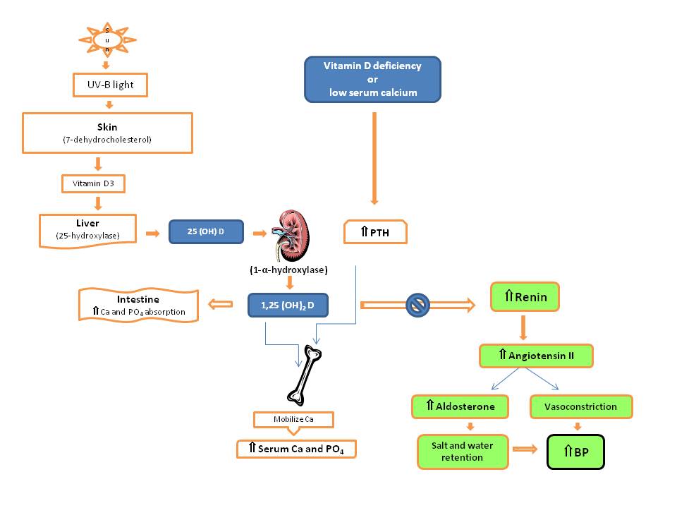 Figure 6. Pathway of vitamin D metabolism and its relationship with PTH and the renin-angiotensin-aldosterone system (modified from Ullah et al., 2009, ref. 211)