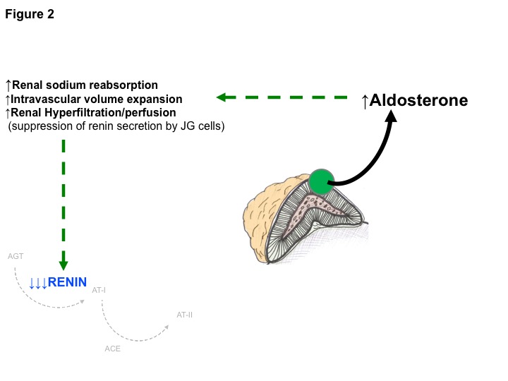 Figure 2: Renin-Independent Aldosteronism or Primary Aldosteronism. The pathophysiologic relationship between the renin-angiotensin system and aldosterone regulation in Primary Aldosteronism is referred to as “Renin-Independent Aldosteronism”. See concept video above or at: https://www.youtube.com/watch?v=db9v9kNIiXU.