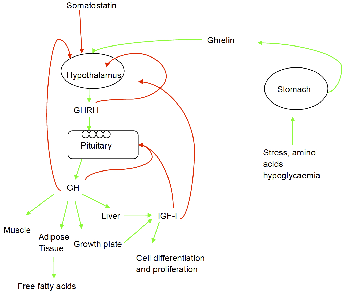 Figure 1 Physiology of the GH-IGF-I Axis. Release of GHRH from the hypothalamus is under the control of somatostatin (inhibitory) and Ghrelin (stimulatory). Alterations in GHRH tone lead to pulsatile release of GH from the anterior pituitary. GH has widespread effects on muscle, fat and in the growth plate. IGF-I is produced in liver and in local tissues in response to GH stimulation. Red lines indicate feedback loops.