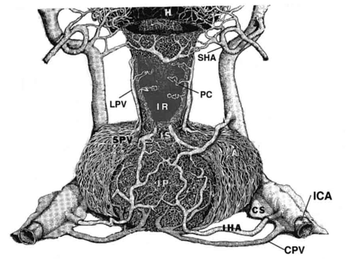 Fig. 9. Drawing of the vasculature of the primate anterior and posterior pituitary gland. A portion of the pituitary stalk (I) has been cut away to visualize the infundibular recess (IR) and portal capillaries (PC). CPV = confluent pituitary veins, CS = cavernous sinus, H = hypothalamus, IC = internal carotid artery, IHA = inferior hypophysial artery, IP = infundibular processes or posterior pituitary, LPV = long portal veins, SHA = superior hypophysial artery, SPV = short portal veins. (From Lechan RM, Functional Microanatomy of the Hypophysial-Pituitary Axis, in Melmed, S (Ed), Oncogenesis and Molecular Biology of Pituitary Tumors, Frontiers of Hormone Research, 20: 2-40, 1996.)