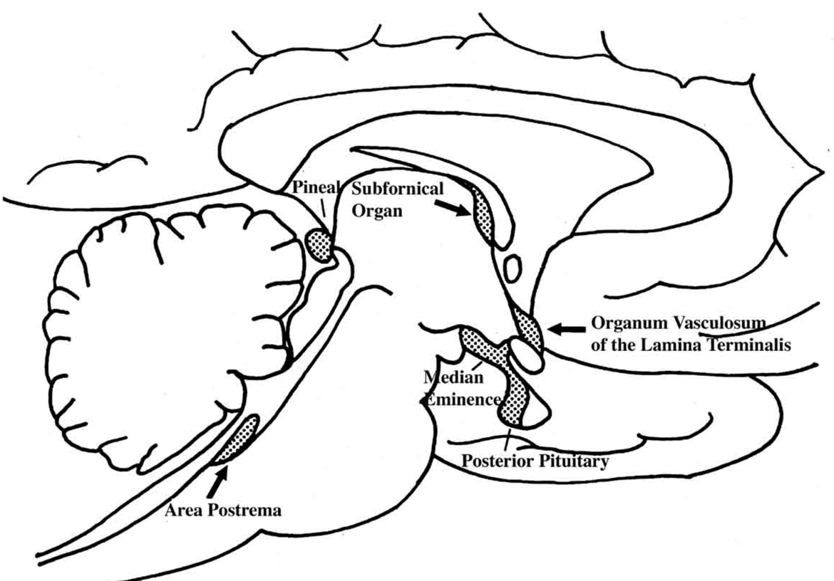 Fig. 19. Location of circumventricular organs in the rat brain. AP = area postrema, ME = median eminence, OVLT = organum vasculosum of the lamina terminalis, P = pineal gland, PP = posterior pituitary, SFO = subfornical organ. (Modified from Saper and Breder, New England Journal of Medicine 330: 1080-1886, 1994.)