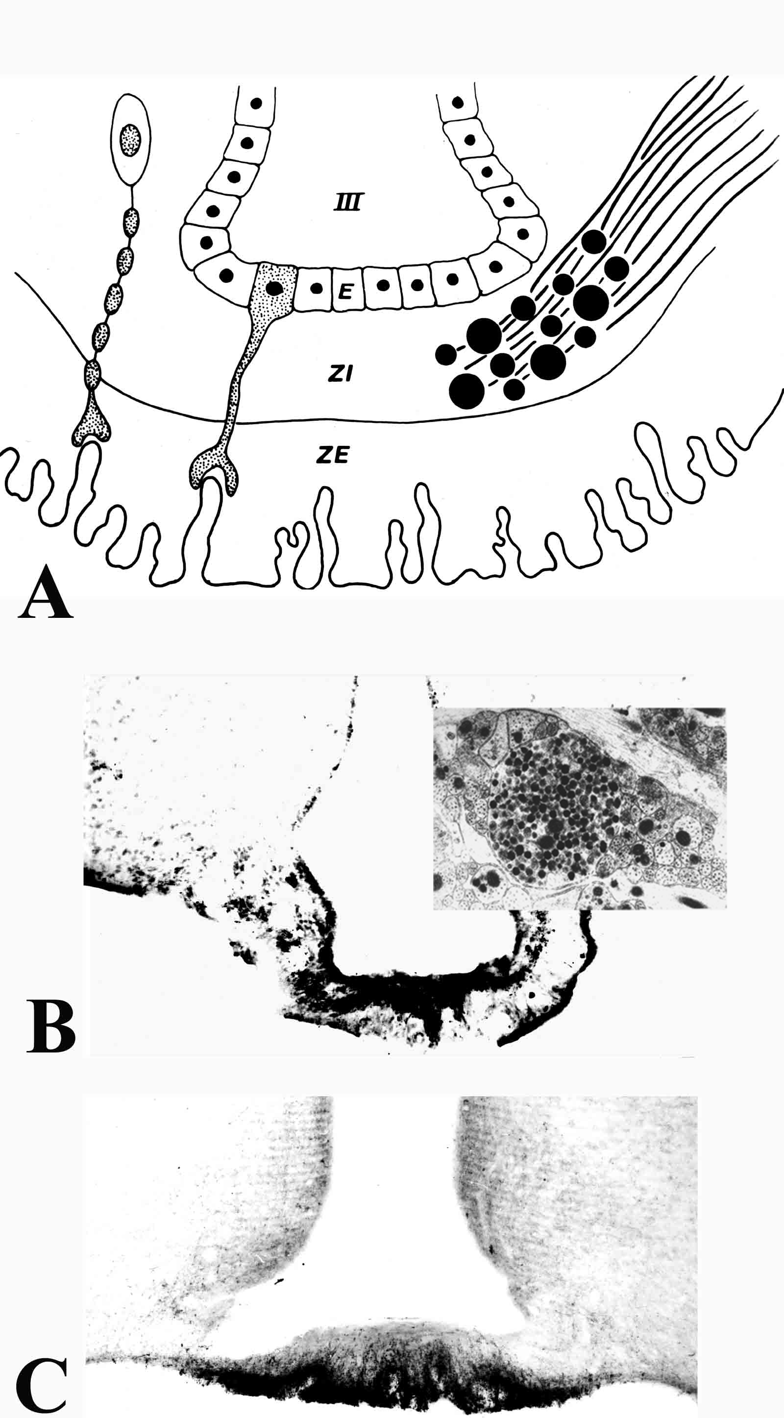 Fig. 20. (A) Schematic diagram of the median eminence showing the organization of its three major zones: ependymal zone (E), internal zone (ZI), and external zone (ZE). ZE is invigilated by portal capillaries which are contacted by axon terminals of the tuberoinfundibular system and by processes of specialized ependymal cells, the tanycytes. (B) Fibers coursing through the ZI are seen immunocytochemically in the rat using antiserum to vasporessin. (C) Fibers terminating in the ZE in close association to portal capillaries (PC) are seen immunocytochemically in the rat using a proTRH-directed antiserum. III = third ventricle. (From Lechan RM, Functional Microanatomy of the Hypophysial-Pituitary Axis, in Melmed, S (Ed), Oncogenesis and Molecular Biology of Pituitary Tumors, Frontiers of Hormone Research, 20: 2-40, 1996.)