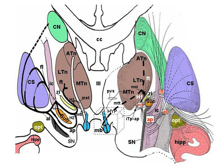 Fig. 22. Overview of the major afferent pathways to the hypothalamus. (A) Schematic organization of medial forebrain bundle (MFB). Fibers afferent to the hypothalamus enter the lateral wall of the hypothalamus and are shown in different colors in relation to their anatomical source (amygdala, septal areas, olfactory areas, frontal neocortex). Reciprocal efferent connections from the hypothalamus to the same regions are shown by dotted black lines parallel to the colored lines. Pink fibers (and related reciprocal black dotted lines) indicate the amygdalofugal (and related amygdalopetal) components of the ansa peduncularis, entering the hypothalamus as a part of the medial forebrain bundle. The mammillary body and anterior column of the fornix are colored light blue and lie medial to the course of medial forebrain bundle. (B) Schematic organization of limbic afferents to the hypothalamus via the fornix (fx), stria terminalis (st), stria medullaris (sm), and olfactory tract. Axons enter the rostral portion of the hypothalamus before coursing throughout its entire extent. (C) Course of afferent fibers from the thalamus, subthalamus and zona incerta to the hypothalamus. Efferents from the hypothalamus coursing in the mammillo-subthalamic tract are also shown. On the right side of the image, a three-dimensional reconstruction shows the anatomical structures schematically depicted on the left side. aap = amygdalofugal and amygdalopetal components of the ansa peduncolaris; ac = anterior commissure; Ah = Ammon horn; al = ansa lenticularis; am = amygdala; ap = ansa peduncularis; ATn = anterior thalamic nucleus; cc = corpus callosum. CN = caudate nucleus; CS = corpus striatum; df = dentate fascia; fl = fasciculus lenticularis; fr = fasciculus retroflexus; ft = fasciculus thalamicus; fx = fornix; H1 = field H1 of Forel; H2 = field H2 of Forel; ha = habenula; hipp = hippocampus; HYP = hypothalamus; ic = internal capsule; iTp-ap = inferior thalamic peduncle of the ansa peduncularis; LTn = lateral thalamic nucleus; mb = mammillary body; MFB = medial forebrain bundle; mst = mammillo-subthalamic tract; MTn = medial thalamic nucleus; mtt = mammillo-thalamic tract; olf-a = olfactory area; olf-n = olfactory nerve; olf =olfactory tubercle; opt = optic tract; pir = piriform cortex; pvs = periventricular system; RF = reticular formation of the brainstem; sa = septal areas; SN = substantia nigra; Sub = subthalamus; zi = zona incerta; III = third ventricle. (From Toni R, Malaguti A, Benfenati F, Martini L: The human hypothalamus: a morphofunctional perspective. J Endocrinol Invest 27 (supp to n.6), 73-94, 2004.)