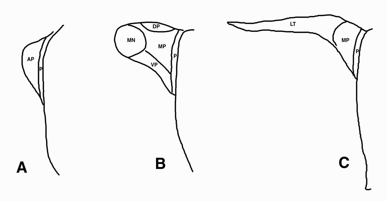Fig. 25. Schematic of the hypothalamic PVN showing major subdivisions. (A) Anterior, (B) Mid, and (C) Caudal levels. AP = anterior parvocellular subdivision, DP = dorsal parvocellular subdivision, LT = lateral parvocellular subdivision, MN = magnocellular division, MP = medial parvocellular subdivision, P = periventricular parvocellular subdivision, VP = ventral parvocellular subdivision.