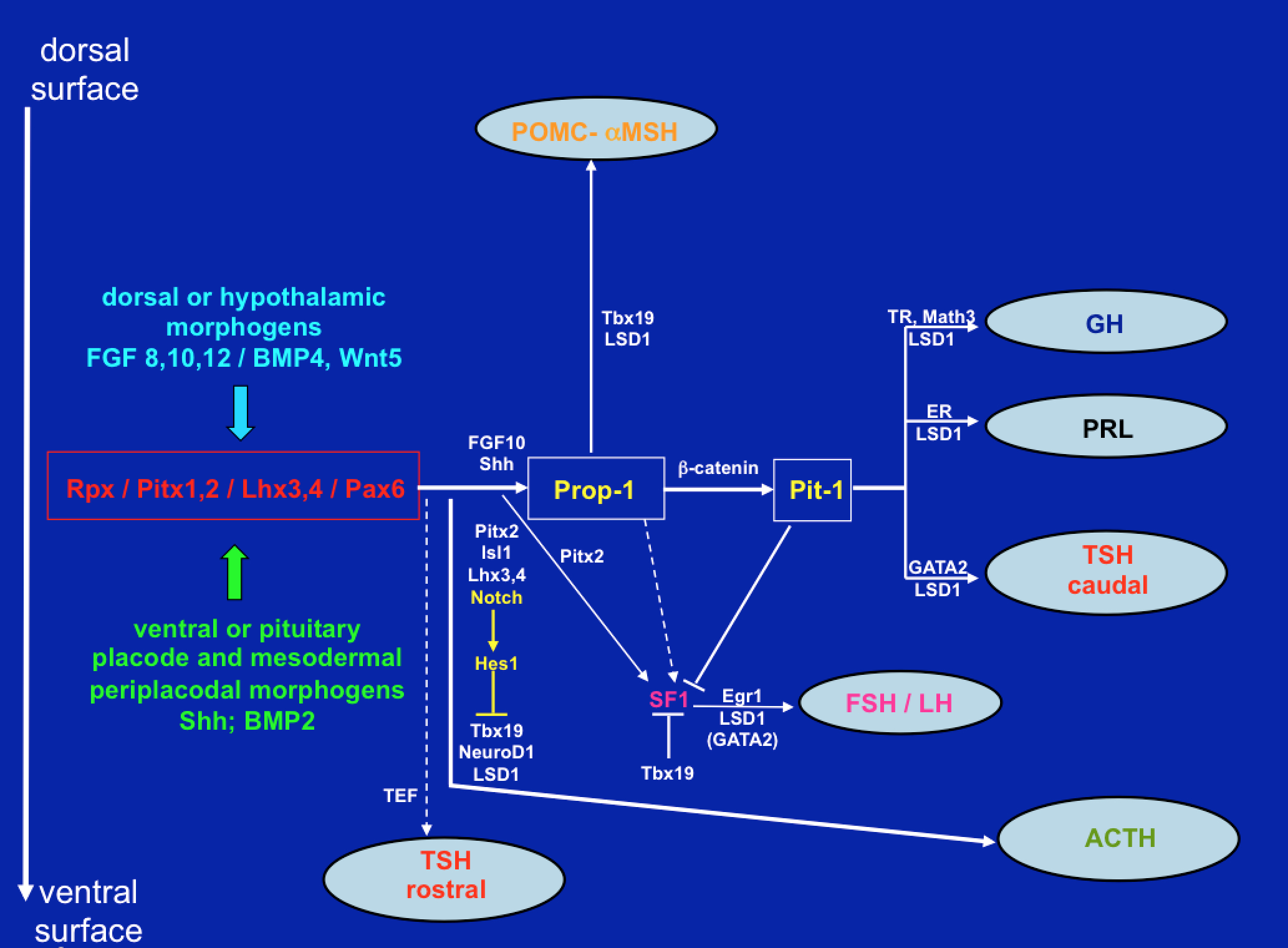 Fig. 8. Signaling molecules and transcription factors involved in the development of the mouse anterior pituitary from Rathke’s pouch. In the anterior lobe somatotrophs, lactotrophs and caudally-placed thyrotrophs derive from a common lineage, determined by Prop-1 and Pit-1. Independent lineages are observed for a rostrally-placed group of thyrotrophs, corticotrophs, gonadotrophs and intermediate lobe melanotrophs. All cell types are committed to a specific lineage through activation of Notch signalling at the placodal stage. (Adapted from Cohen and Radovick, Endocrine Reviews 23: 431-442, 2002; Zhu X, Gleiberman AS, Rosenfeld MG, Physiol Rev 87: 933-963, 2007; Zhu X, Wang J, Ju B-G, Rosenfeld MG, Curr Op Cell Biol 19: 605-611, 2007).