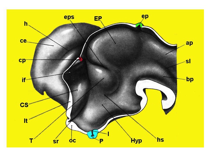 Fig. 15. Three-dimensional reconstruction of the developing proencephalon in the human embryo. Note that at the level of the inferior portion of the lateral wall is the region of the hypothalamus (Hyp) with the infundibular bud (I) and pituitary anlage (P) (Redrawn from Hines M, J Comp Neurol 34: 73-171,1922.) ap = alar plate, bp = basal plate, ce = cerebral hemisphere, cp = choroidal plexus, CS = corpus striatum, ep = epiphysis, EP = epithalamus, eps = epithalamic sulcus, h = hippocampal fissure, hs = hypothalamic sulcus, if = interventricular foramen, lt = lamina terminalis, oc = optic chiasm, sl = sulcus limitans, sr = supraoptic recess, T = thalamus.
