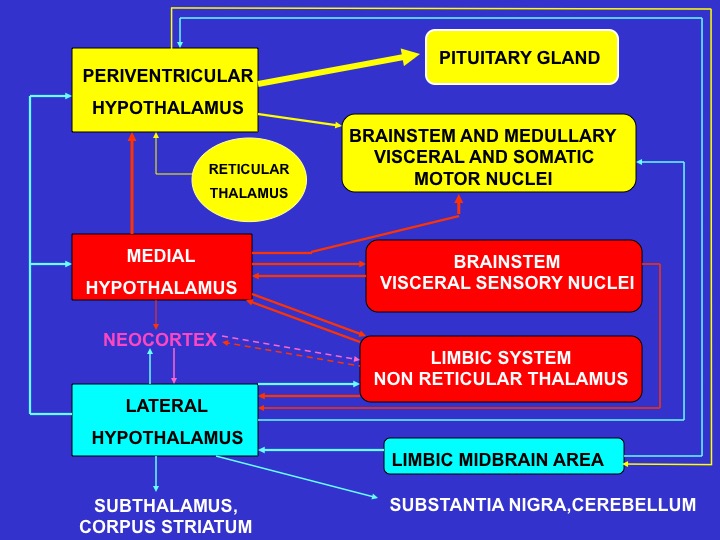 Fig. 18. Schematic representation of the major neural pathways connecting the periventricular, medial and lateral hypothalamic subdivisions with the rest of the brain. Groups with identical colors are functionally linked.