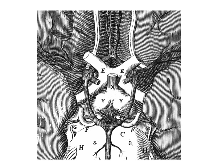 Fig. 28. Original depiction of the arterial circle (or “polygon”) surrounding the hypothalamic infundibulum at the base of the brain, as shown in the Cerebri Anatome (1664) by Thomas Willis and drawn by the British architect, Cristopher Wren. Note the presence of branches to the mammillary bodies but absence of vessels to the infundibulum. (Courtesy of the Library of the Department of Human Anatomy of the University of Parma, Italy.)