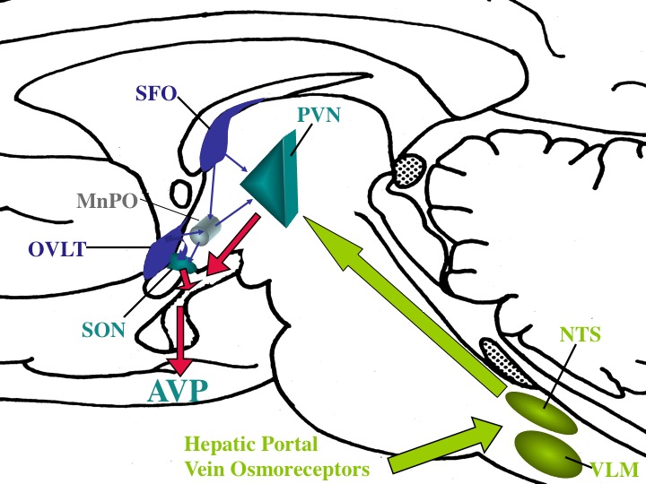 Fig. 36. Schematic drawing of the major pathways involved in regulation of vasopressin secretion. Information about osmolality is relayed to the hypothalamus largely through osmoreceptor cells in the organum vasculosum of the lamina terminalis (OVLT), subfornical organ (SFO) and medial preoptic nucleus (MnPO). Baroregulatory information is carried to magnocellular neurons in the paraventricular nucleus (PVN) and supraoptic nucleus (SON) largely by direct afferent projections from the brainstem including the bed nucleus of the stria terminalis (NST) and ventrolateral medulla (VLM) using catecholamines as its neurotransmitter, or indirectly through the parabrachial nucleus (PBN). Vasopressin secretion can also be stimulated by activation of the chemoreceptor trigger zone in the area postrema (AP). (Adapted from Stricker and Verbalis, Fundamental Neuroscience, ch 42, pp 1111-1126, 1999.)