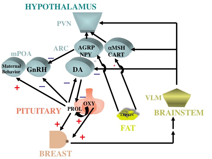 Fig. 38. Schematic drawing of the major pathways involved in lactation. Suckling leads to neurogenic responses mediated through the medulla to inhibit dopamine secretion in arcuate nucleus (ARC) neurons and stimulate oxytocin (OXY) secretion in paraventricular (PVN) neurons. Prolactin and oxytocin exert effects on the breast, but prolactin also gains entry into the CNS to affect maternal behavior and inhibit reproductive function by acting on medial preoptic neurons (mPOA), and further inhibit the secretion of dopamine from ARC neurons. Milk production leads to a fall in circulating levels of leptin causing an increase in NPY and AGRP and inhibition of POMC in ARC neurons. NPY is also increased by neurogenic signals from the brainstem. Inhibitory effects of NPY on GnRH-producing neurons in the mPOA contributes to inhibition of reproductive function. NPY also exerts direct effects on the PVN to induce increase feeding and promote energy conservation.
