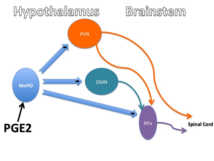Fig. 39. Schematic drawing showing major pathways of the temperature control center. Heat sensors in the median preoptic hypothalamus (MnPO) project to neurons in the hypothalamic paraventricular nucleus (PVN) and dorsomedial nucleus (DMN) or directly to the raphe pallidus (RPa) in the brainstem to control autonomic responses mediated through preganglionic neurons in the spinal cord.