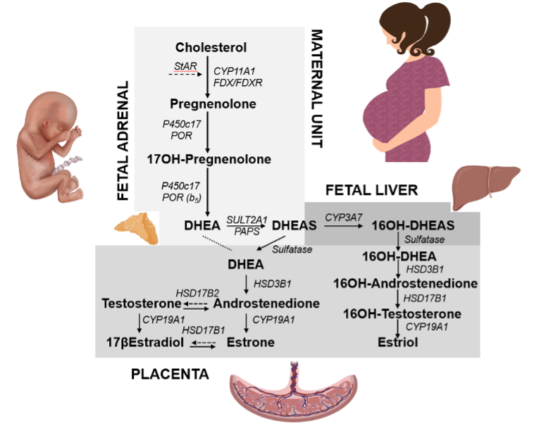 Figure 5. Steroid metabolic pathways in the fetal-placental-maternal unit, also known as the fetal-placental unit. The main function of the FZ of the fetal adrenal is the production of DHEA-S from cholesterol, which is transported to the placenta, desulfated to DHEA, and sequentially metabolized by placental 3β-hydroxysteroid dehydrogenase type 1 (3βHSD1), 17β-hydroxysteroid dehydrogenases (17βHSD) and cytochrome P450 aromatase (CYP19A1), to androstenedione (A4), testosterone (T) and estradiol (E2), respectively. E2 is then transported from the placenta into the maternal circulation. A4 is additionally also a substrate for placental CYP19A1, producing estrone (E1). Fetal adrenal DHEA-S is also metabolized by the fetal liver to 16α-hydroxy-DHEA-S by cytochrome P450 family 3 subfamily A member 7 (CYP3A7), which is metabolized to estriol (E3), the estrogen marker of pregnancy. Abbreviations: PREG, pregnenolone; 17OHPREG, 17α-hydroxypregnenolone; PROG, progesterone; DHEA, dehydroepiandrosterone; DHEA-S, dehydroepiandrosterone-sulfate; CYP11A1, cytochrome P450 cholesterol side chain cleavage; StAR, steroidogenic acute regulatory protein; CYP17A1, cytochrome P450 17α-hydroxylase/17,20-lyase; SULT2A1, sulfotransferase; CYP3A7, cytochrome P450 family 3 subfamily A member 7; CYP19A1, cytochrome P450 aromatase; HSD17B, 17β-hydroxysteroid dehydrogenase; HSD3B1, 3β-hydroxysteroid dehydrogenase type 1; HSD11B2, 11β-hydroxysteroid dehydrogenase type 2; STS, sulfatase.