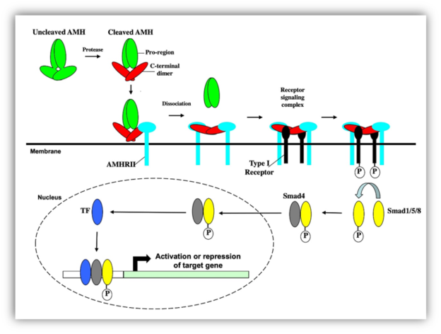 Etx Pediatrics Ch15 Fig24 Endotext