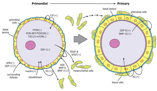 figure6 - Endotext